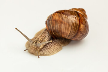Garden snail isolated on white. Helix pomatia also Roman snail, Burgundy snail, edible snail or escargot