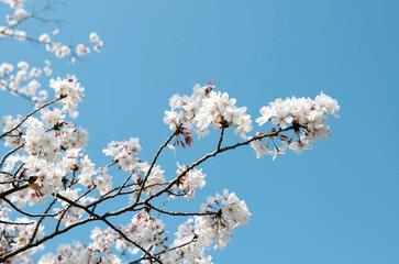 cherryblossoms