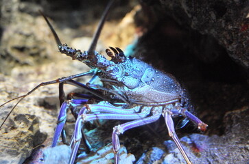 lobster on the rocks