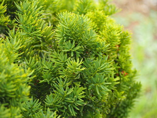 常緑樹　キャラボク