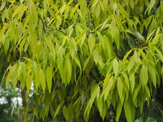 常緑樹　シラカシの新葉