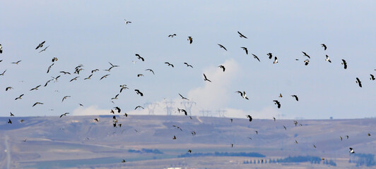 Flock of duck birds flying in sky