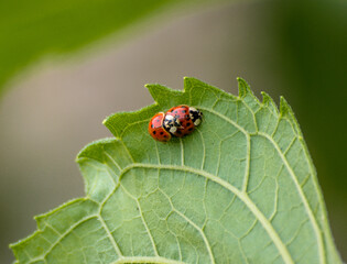 Ladybug lovers moment in a beautifull spring day 