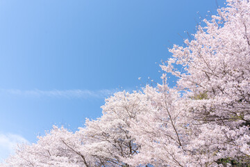 青空に映える満開の桜