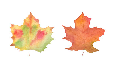 watercolor autumn leaves - brown, green, red, gold. fall illustration for greeting cards, invitation, fabric, print. design isolated on white background