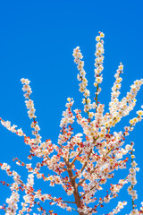 Ueno Cherry Blossoms, Ueno Park, Taito City, Tokyo