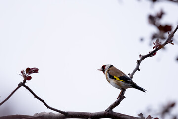 Goldfinch, bird, animal, wildlife, nature