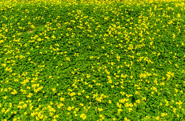 green spring pr summer meadow or field flowering with yellow flowers, nature colorful background...