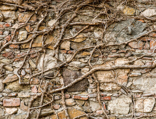 monochrome texture of old wall with twisty branches closeup, black and white vintage gray background macro, wallpaper