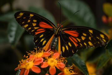 Ornithoptera Goliath butterfly on flower
