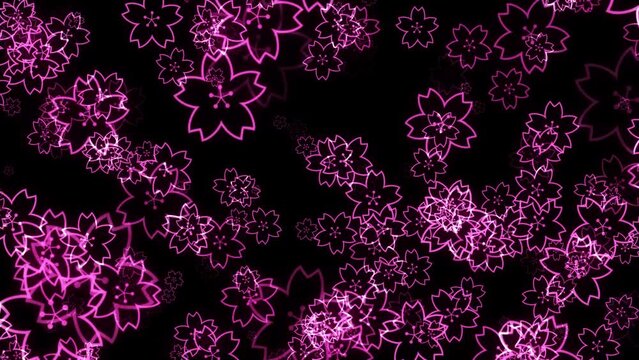 cherry blossom loop background