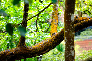 Kuala Lumpur -  Bird Park Treelife