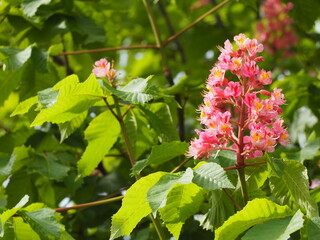 Obraz na płótnie Canvas 落葉樹　ベニバナトチノキ　ピンクの花