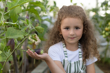 little cute girl farmer harvests eggplant in greenhouse. kid gardening harvesting. Adorable child growing bio plants in farm garden. healthy organic vegetables concept