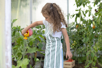 little cute girl farmer pour from a watering can in greenhouse. kid gardening harvesting. Adorable child growing bio plants in farm garden. healthy organic vegetables concept