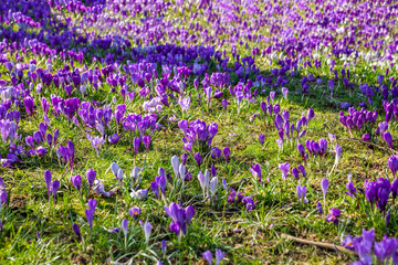 Obraz premium Crocus flowers