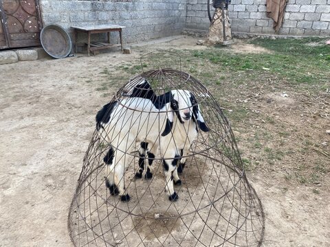 black and white cow at village catle farm