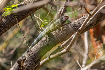 Common Green Iguana - Iguana iguana, large popular lizard from Central and Latin America woodlands, forests and fresh waters shores, Cambutal, Panama.