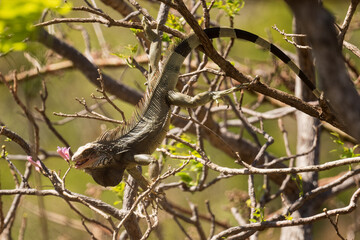 Common Green Iguana - Iguana iguana, large popular lizard from Central and Latin America woodlands, forests and fresh waters shores, Cambutal, Panama.