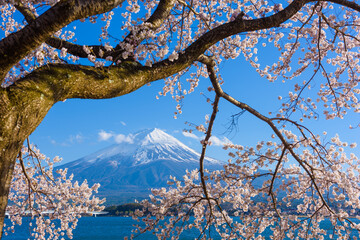 Fuji Mountain During Spring Season with Cherry Blossoms