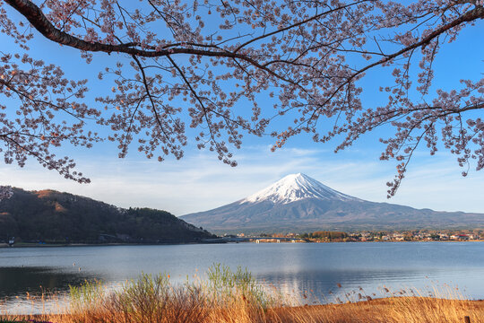 Fuji Mountain During Spring Season with Cherry Blossoms © SeanPavonePhoto