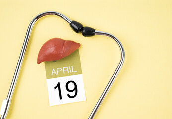 The April 19th calendar and liver human artificial with stethoscope medical. World Liver Day Concepts.