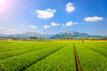 Fototapeta na wymiar Tea plantation landscape in Yokkaichi, Japan