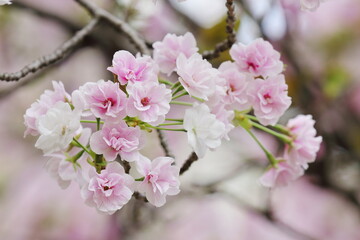 桜（笹部桜）