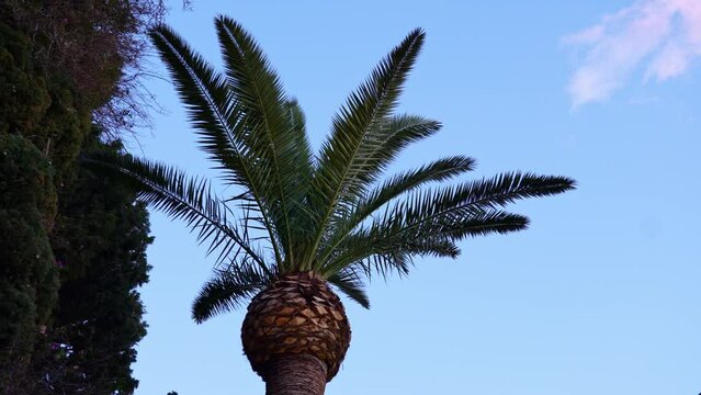 Big palm tree seen from below. Long tropical palm leaves blowing in the wind. Garden plants, lush greenery. Pruning of large African palms.