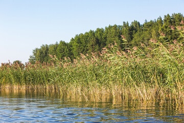 Pines and reeds. Ladoga lake skerries. Karelia Republic landscape, Russia
