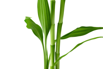 Branches of bamboo isolated on transparent background. Bamboo shoots with bamboo leaves for design.