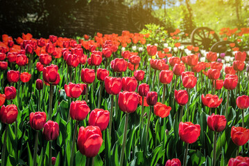 Beautiful red tulips in village garden