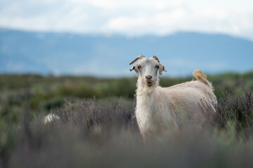 Fototapeta premium Cabras en la estepa patagonica