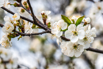White cherry bloom on the twig