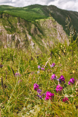 Obraz premium Wild flowers on field in mountains