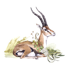 Watercolor Gazelle with flowers on grass. African animlas clipart. Zoo nature illustration for kids products. World fauna and flora. Hand drawn wild hoofed animal with bouquet print on transparent - 588773178