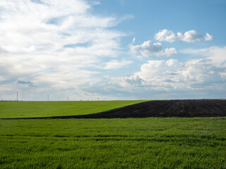 Fototapeta na wymiar spring green field and blue sky with white clouds