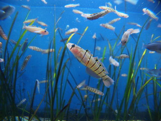 Fototapeta na wymiar Serpentine goby swimming in the aquarium