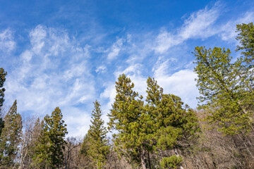秋晴れの久慈市の空(琥珀採掘場)
