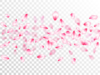 Pink cherry blossom petals isolated