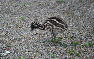 Emu (Dromaius novaehollandiae) cub a few days old 