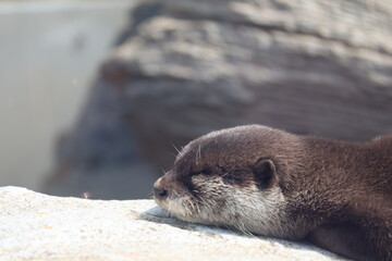 otter on the rock