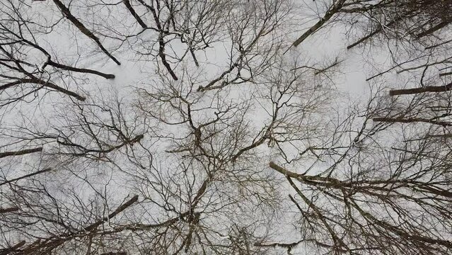 vue a&eacute;rienne d'une for&ecirc;t en hiver	
