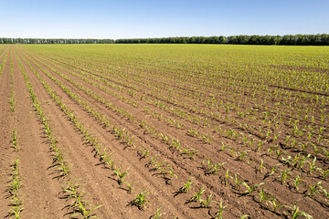 Young corn, agriculture plant field. Fresh corn field. Farm cornfield. Agriculture concept.