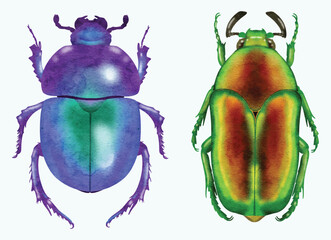 realistic beetle illustration
