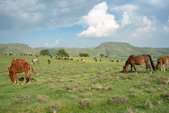 Horses graze in the foothills of the Tien Shan on a sunny spring day. Pasture overlooking the hills in Central Asia. Landscape with cloudy sky and grazing horses. 