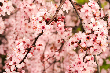 Blooming sakura branch in spring with pink flowers. Cherry blossom, sakura flowers. Selective focus