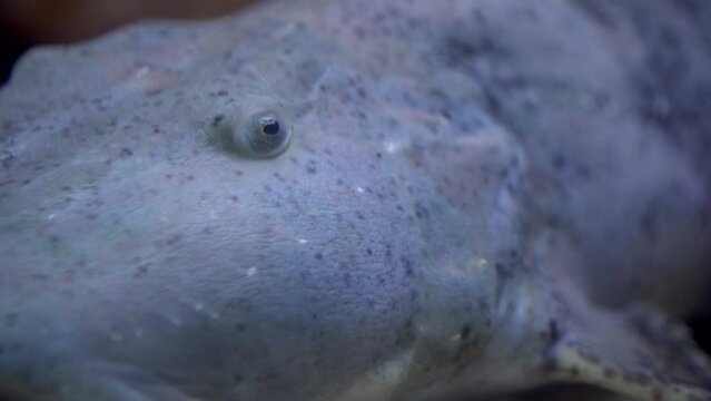 Bagarius yarrelli, giant devil catfish or goonch fresh water fish in river large size
