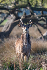 Young stag deer watching me watching him