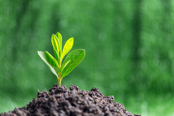 Small tree growing on soil in garden in green blur nature background, earth day or world environment day concept. Green world and sustainable conservation of forest resources.